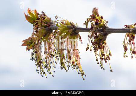 Junge Ahornblätter im Frühling, allgemeiner Name wie Acer ist eine Gattung von Bäumen und Sträuchern. Acer pseudoplatanus oder Acer platanoides, die häufigsten Ahornspezies Stockfoto