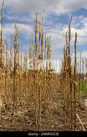 Dreitagebart und Abfallstämme von Zuckermais nach der Getreideernte im Herbst, Farming HD Stockfoto