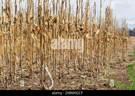 Dreitagebart und Abfallstämme von Zuckermais nach der Getreideernte im Herbst, Farming HD Stockfoto