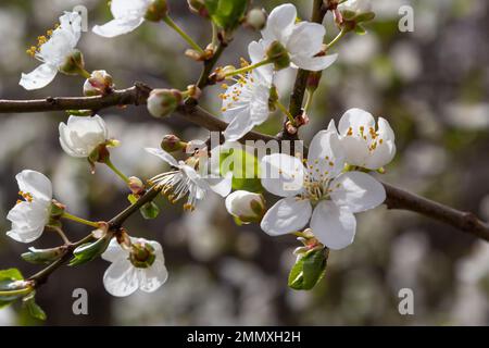 Prunus cerasifera Blütenweißer Pflaumenbaum. Weiße Blüten von Prunus cerasifera. Stockfoto