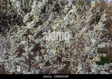 Prunus spinosa, Schwarzdorn oder Schlehe genannt, ist eine Art Blütenpflanze in der Rosenfamilie Rosaceae. Prunus spinosa, Schwarzdorn oder Schlehe genannt Stockfoto