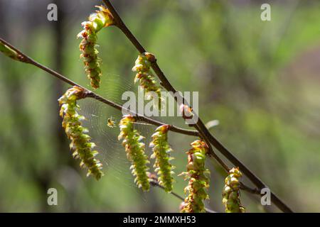 Eine kleine Spinne auf einem Spinnennetz, auf einem Zweig Hornbalken mit einer Blume. Frühling, in der natürlichen Umgebung Stockfoto