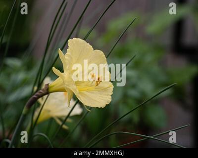 Eine Nahaufnahme der trompetenförmigen Blume der Miniatur Narzissen Narcissus romieuxii Stockfoto