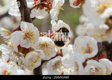 Niedliche kleine Hummel sammelt Pollen von weißen Aprikosenblüten in voller Blüte. Stockfoto