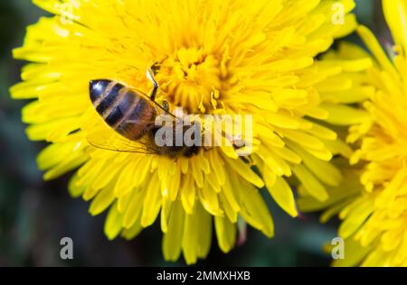 Nahaufnahme der kleinen weißen, flauschigen Wildbiene in gelber Löwenblume auf der Wiese. Stockfoto