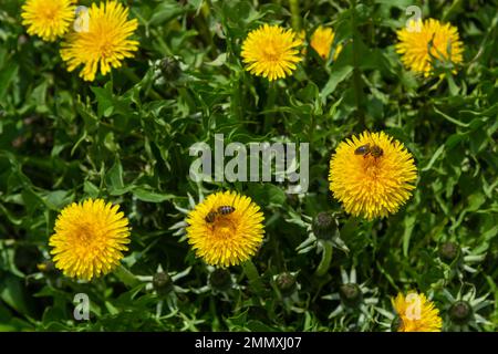 Honigbiene auf gelber Löwenzahnblume, Taraxacum-gelbe Blumen Naturhintergrund. Stockfoto