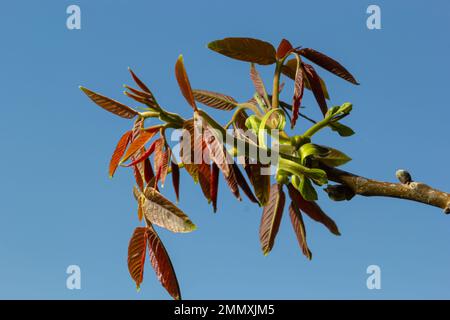 Walnussbaum in Blüte, männliche Blüten auf Ästen. Walnussbaum in Blüte, männliche Blüten auf Ästen. Sonniger Tag, blauer Himmel, Frühling. Stockfoto