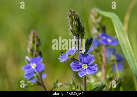 Veronica Chamaedrys blaue Blüten und Knospen in der Sonne vor einem Hintergrund mit grünen Blättern. Stockfoto