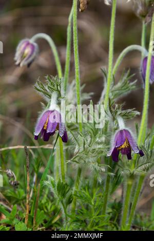 Pulsatilla patens. Pulsatilla osterblume auf der Wiese. Blühende Pulsatilla pratensis. Flauschiges lila Frühlingsblumen Traumgras. Primrose während der Stockfoto