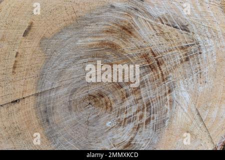 Woodiness Growth Ring, Nahaufnahme des Fotos. Holzbohlen Hintergrund. Rindenholz. Stockfoto