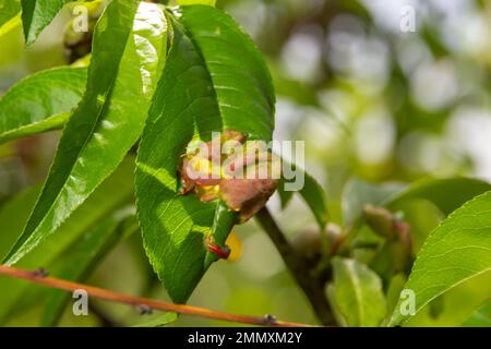 Detail der Pfirsichblätter mit Blattkurbel, Taphrina deformans, Krankheit. Blattkrankheit Ausbruch Kontakt mit den Baumblättern. Stockfoto