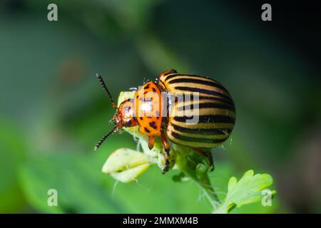 Der Colorado-Kartoffelkäfer, Leptinotarsa decemlineata, isst Blätter. Makroaufnahmen. Weichzeichner. Grüner Hintergrund. Stockfoto