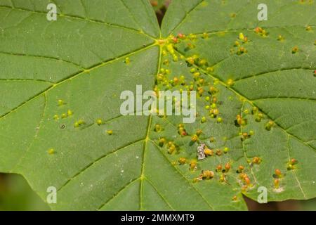 Acer opalus subsp granatensis parasitiertes Blatt mit Kiemen intensiver roter Farbe aus Aceria cf macrorhyncha natürlichem Licht. Stockfoto