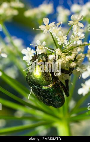 Makroaufnahme eines wunderschönen, metallischen, glänzenden Grün- und Kupferkäfers, Protaetia cuprea, auf weißer Blume in hellem Sonnenlicht. Stockfoto