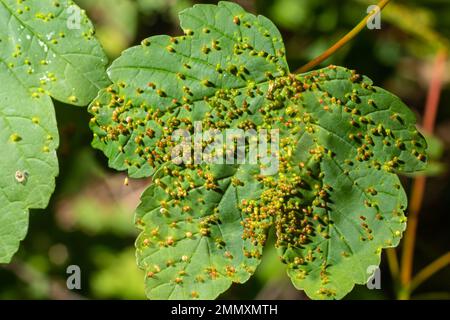 Acer opalus subsp granatensis parasitiertes Blatt mit Kiemen intensiver roter Farbe aus Aceria cf macrorhyncha natürlichem Licht. Stockfoto