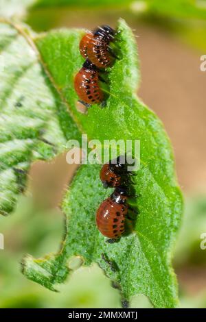 Der Kartoffelanbau wird durch Larven und Käfer des Colorado-Kartoffelkäfers Leptinotarsa decemlineata, auch bekannt als Colorado-Käfer, der Ten-st, zerstört Stockfoto