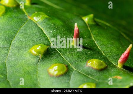 Acer opalus subsp granatensis parasitiertes Blatt mit Kiemen intensiver roter Farbe aus Aceria cf macrorhyncha natürlichem Licht. Stockfoto