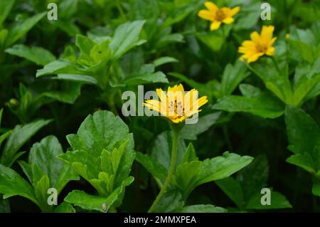 Porträt von Wedelia- oder Sphagneticola trilobata-Blüten. Kleine Sonnenblumen. Zierpflanzen für Garten- oder Außenbereiche. Stockfoto