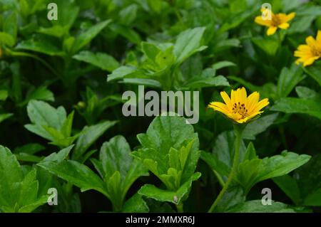 Porträt von Wedelia- oder Sphagneticola trilobata-Blüten. Kleine Sonnenblumen. Zierpflanzen für Garten- oder Außenbereiche. Stockfoto