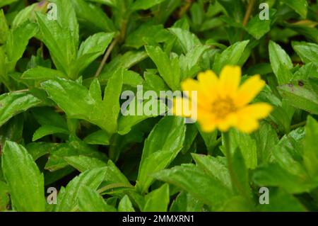 Nahaufnahme von Wedelia- oder Sphagneticola-Trilobata-Blumen. Kleine Sonnenblumen. Zierpflanzen für Garten- oder Außenbereiche. Stockfoto