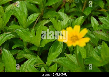 Nahaufnahme von Wedelia- oder Sphagneticola-Trilobata-Blumen. Kleine Sonnenblumen. Zierpflanzen für Garten- oder Außenbereiche. Stockfoto