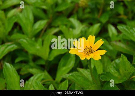 Porträt von Wedelia- oder Sphagneticola trilobata-Blüten. Kleine Sonnenblumen. Zierpflanzen für Garten- oder Außenbereiche. Stockfoto