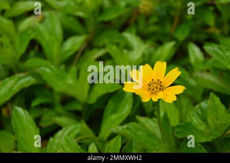 Porträt von Wedelia- oder Sphagneticola trilobata-Blüten. Kleine Sonnenblumen. Zierpflanzen für Garten- oder Außenbereiche. Stockfoto