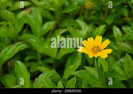 Porträt von Wedelia- oder Sphagneticola trilobata-Blüten. Kleine Sonnenblumen. Zierpflanzen für Garten- oder Außenbereiche. Stockfoto