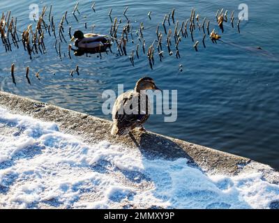 Enten am Ufer der Moskva, im Winter Stockfoto