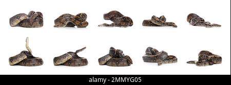 Fotos von Boa Constrictor auf weißem Hintergrund, Collage Stockfoto