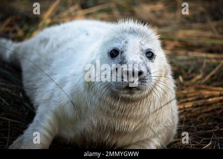 Nahaufnahme eines Robbenjungen in Donna NOOK, North Lincolnshire, England, Großbritannien Stockfoto