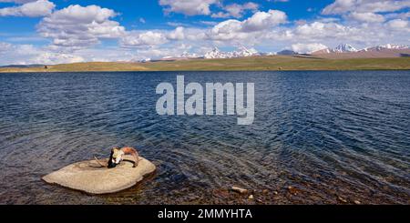 Marco Polo Agali Schädel, Traumsee, Kakshaal auch Berge, Tien Shan an der chinesischen Grenze, Naryn Region, Kirgisistan Stockfoto