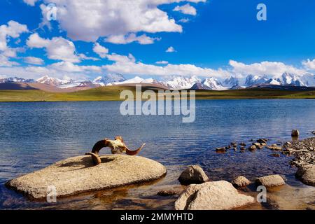 Marco Polo Agali Schädel, Traumsee, Kakshaal auch Berge, Tien Shan an der chinesischen Grenze, Naryn Region, Kirgisistan Stockfoto