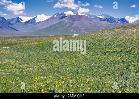 Alpenwiesen im Tian-Shan-Gebirge an der chinesischen Grenze, Naryn-Region, Kirgisistan Stockfoto