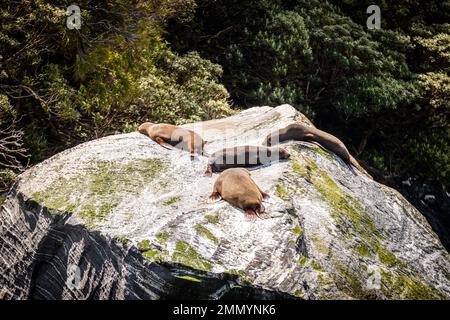 Vier Seehunde auf einem Felsen am Milford Sound auf der Südinsel Neuseelands Stockfoto