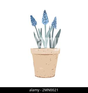 Topfpflanze Muscari. Erste Frühlingsblumen in einem Tontopf. Vektordarstellung isoliert auf weißem Hintergrund Stock Vektor