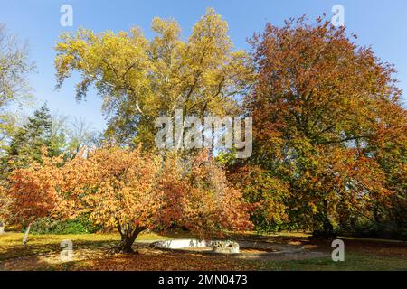 Frankreich, Meurthe et Moselle, Nancy, orientalische blühende Kirsche Prunus serrulata in der Mitte, rote Buche auf der rechten Seite und eine Ebene im Hintergrund im Garten des Regierungspalastes neben dem öffentlichen Park Pepiniere neben dem Place Stanislas (ehemaliger Platz des Königshauses) Erbaut von Stanislas Leszczynski, dem König von Polen und dem letzten Herzog von Lothringen im 18. Jahrhundert, UNESCO-Weltkulturerbe Stockfoto