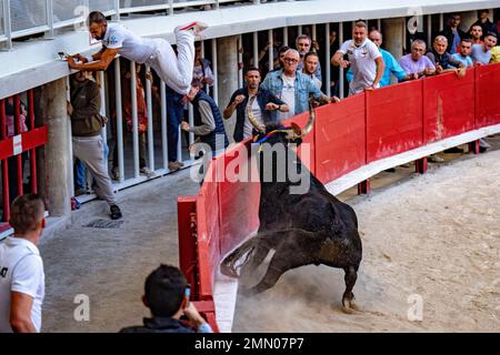Frankreich, Herault (34), Lunel, Camargue-Rennen, 50. Jahre Saumade Herd, Santorin-Stier Stockfoto