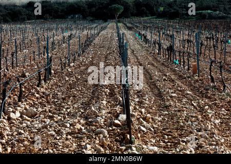 Frankreich, Gard, Tavel, Chateau d'Aqueria, Weinberge im Winter Stockfoto