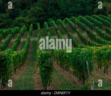 Frankreich, Pyrenäen Atlantiques, Bearn, Monein, Weingut in üppigem Grün auf einer hügeligen Landschaft im Sommer Stockfoto