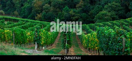 Frankreich, Pyrenäen Atlantiques, Bearn, Monein, Weingut in üppigem Grün auf einer hügeligen Landschaft im Sommer Stockfoto