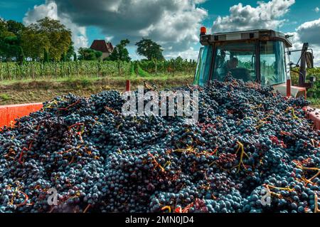 Frankreich, Pyrenäen Atlantiques, Bearn, Crouseilles, Crouseilles Cellar, Lieferung der Trauben während der Ernte in den Genossenschaftskeller Stockfoto