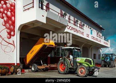 Frankreich, Pyrenäen Atlantiques, Bearn, Crouseilles, Crouseilles Cellar, Lieferung der Trauben während der Ernte in den Genossenschaftskeller Stockfoto