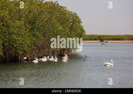 Senegal, Saloum Delta, das von der UNESCO zum Weltkulturerbe erklärt wurde, Pelikane schwimmen auf dem Fluss am Rand der Mangroven mit Blick auf ein Fischerboot Stockfoto