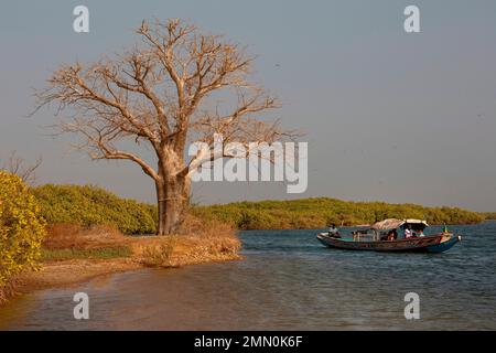 Senegal, Saloum-Delta, UNESCO-Weltkulturerbe, Baobab-Baum am Ufer einer Insel mit Mangroven und einem Pirogen, der den Fluss überquert Stockfoto