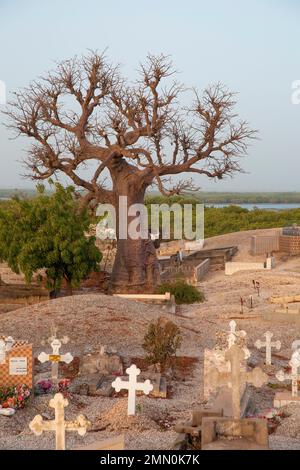 Senegal, Saloum-Delta, das von der UNESCO zum Weltkulturerbe erklärt wurde, Fadiouth oder Muschelinsel, Baobab-Baum, der in der Mitte des einzigen Friedhofs der Welt mit christlichen und muslimischen Gräbern mit Blick auf den Fluss und die Mangroven gepflanzt wurde Stockfoto