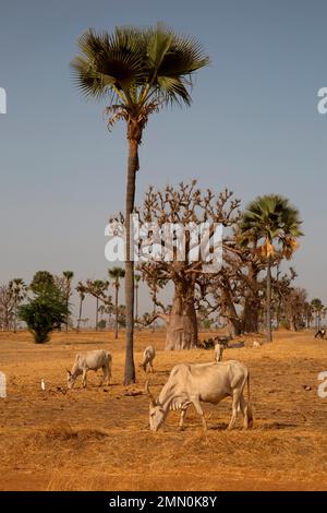 Senegal, Saloum Delta, das von der UNESCO zum Weltkulturerbe erklärt wurde, Zebus weidet das Stroh einer trockenen Savanne inmitten von Baobabs und ramier Palmen Stockfoto