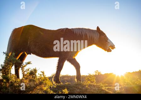 Ein Pferd steht vor der untergehenden Wintersonne neben seinem Gesicht und sieht sehr spirituell aus, aus einem tiefen Winkel im New Forest England. Stockfoto