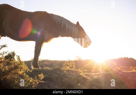 Ein Pferd steht vor der untergehenden Wintersonne neben seinem Gesicht und sieht sehr spirituell aus, aus einem tiefen Winkel im New Forest England. Stockfoto