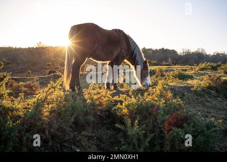 New Forest Pony isst aus dem Gänsebüsch im Heideland des New Forest Hampshire England. Stockfoto